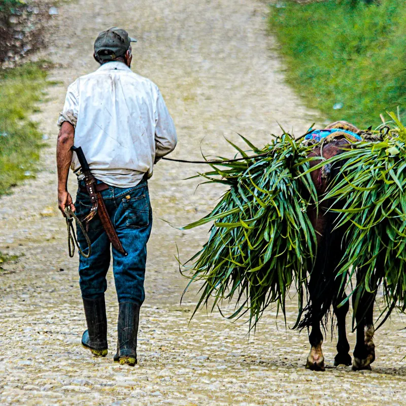 HERNIA_Man-with-horse_GV-800x800